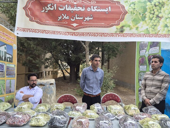 سومین جشنواره انگور؛ از معرفی برند جهانی ملایر تا مطالبه باغداران برای حمایت از صادرات