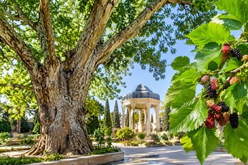چنارها و توت‌های تاریخی؛ میراثی ملی که مراقبت علمی می‌خواهند