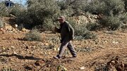 ریشه‌کنی درختان زیتون کرانه باختری تنها چند هفته قبل از برداشت