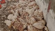 اخطار زیست‌محیطی برای رهاسازی مرغ‌های تلف‌شده در طبیعت مسجدسلیمان 