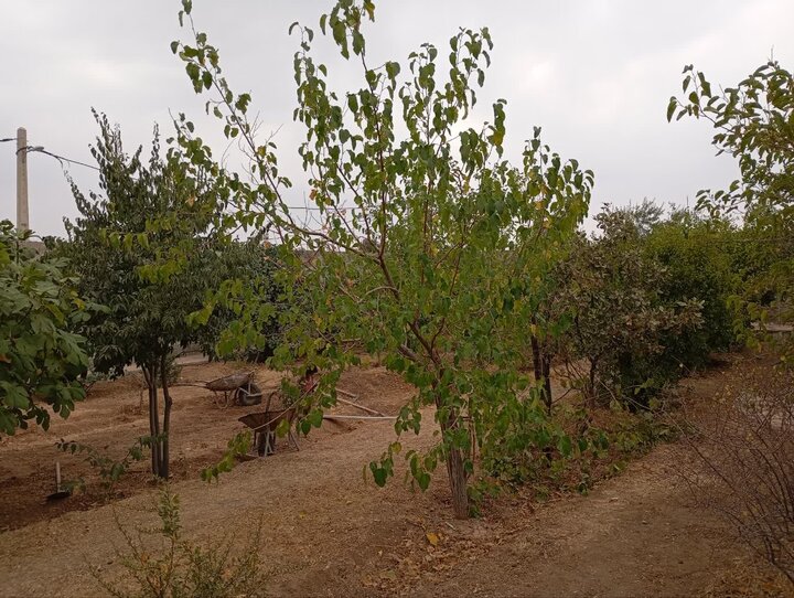 سفری به روستای زیبا و بدون مغازه و نانوایی «چشمهداوی» در ایلام