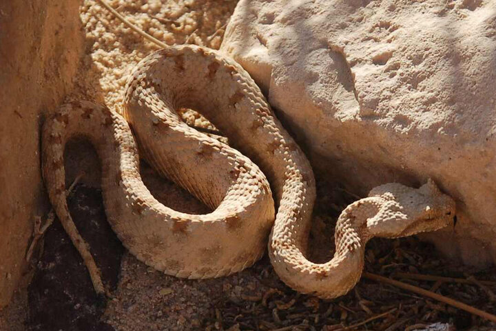 لحظه شکار پرنده و بلعیدن آن توسط افعی شاخدار ایرانی در پارک ملی کویر + فیلم