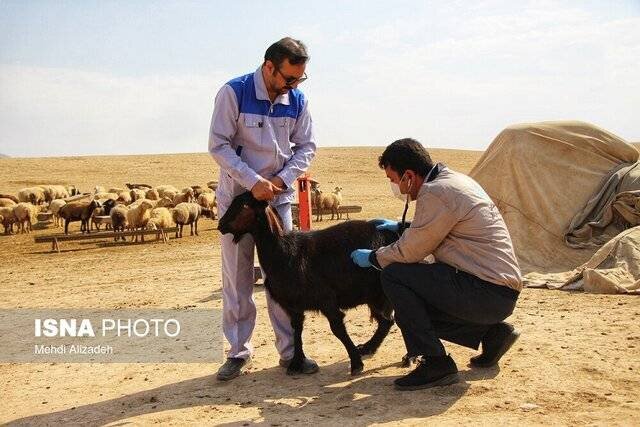 فعالیت ۲۰۰۰ دامپزشک و پیرادامپزشک در خوزستان