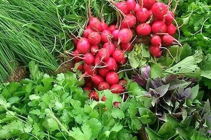 تقویت سیستم ایمنی با تداوم مصرف گیاهان در سبد غذایی دنبال شود