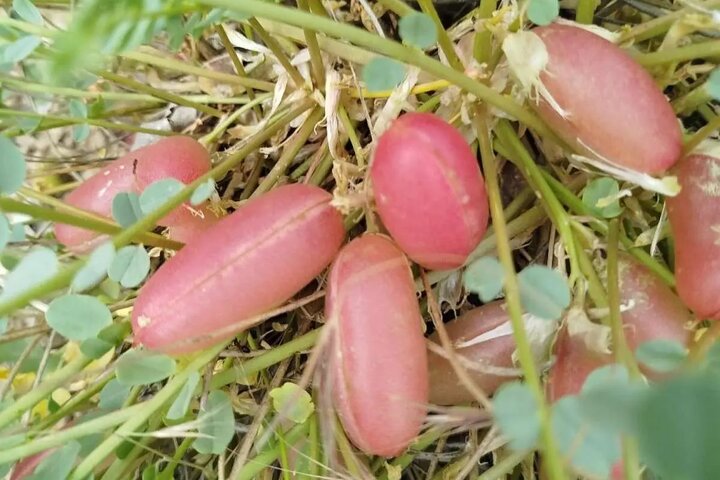 گیاه گمشده ایران باستان و مقدس زرتشتیان پیدا شد؟ راز هوم ۲۵۰۰ ساله در تخت جمشید