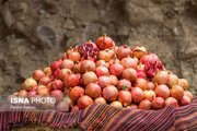 تولید ۳۰ هزار و ۶۰۰ تن انار در خراسان جنوبی پیش‌بینی شد