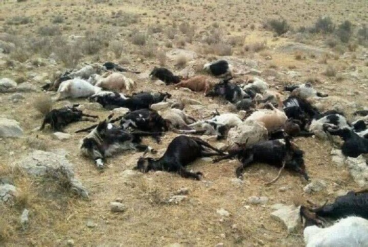 تلف شدن ۲۴۰ راس دام عشایری بر اثر سیلاب در دزفول 