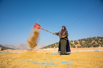 زنان روستایی در کنار همسران خود پس از برداشت توسط همسرانشان ، شلتوک و برنج خود را در حیاط خانه‌ها و با زیرورو کردن محصول و قرار دادن آن در معرض نور و گرمای آفتاب، فرآیند خشک‌شدن را انجام می‌دهند.