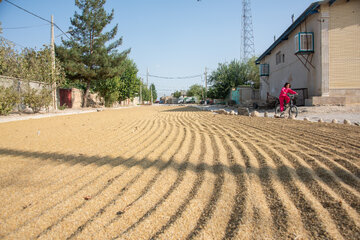 برخی خانواده‌های کشاورز پس از برداشت، شلتوک و برنج خود را در حیاط خانه‌ها و گاهی در کوچه‌های روستا پهن می‌کنند.