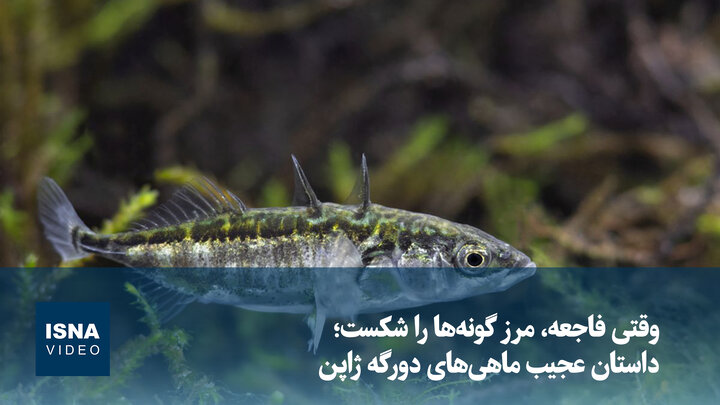 وقتی فاجعه، مرز گونه‌ها را شکست؛ داستان عجیب ماهی‌های دورگه ژاپن