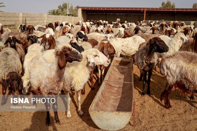 مدیرکل دامپزشکی قم: هیچ اپیدمی بیماری در دام و طیور استان در سال جاری ثبت نشد