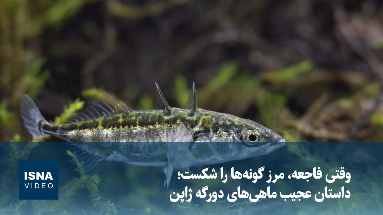 سونامی ۲۰۱۱ و ظهور ماهیهای دورگه در ژاپن