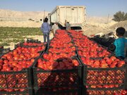 برگزاری نهمین نشست ستاد هماهنگی روابط اقتصادی خارجی با موضوع صادرات محصولات کشاورزی