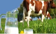 تداوم جریان تولید در دامداری‌های بهشهر؛ تولید یک هزارو ۵۳۲ تن شیر در ۶ ماه