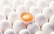 روز جهانی تخم‌مرغ؛ فرصتی برای ترویج مصرف و حمایت از تولیدکنندگان