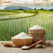 تمبر اختصاصی برنج آمل در نمایشگاه بین‌المللی روستایی و عشایری رونمایی می‌شود