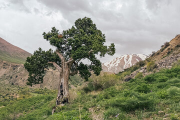 نمایی از بافت گیاهی و مسیر منتهی به «دریاچه گهر»، در ارتفاعات اشترانکوه درود لرستان - اردیبهشت 1405