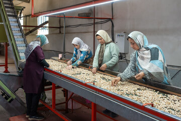 کارگران در حال جداسازی و کنترل پسته روی خط فرآوری.