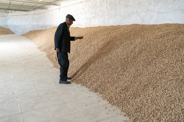  مصیب لطفی، از باغداران پیشکسوت نیشابور، در روستای شمسیه از توابع بخش مرکزی شهرستان نیشابور.