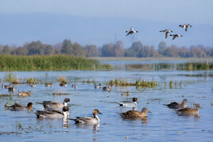 ورود نخستین پرندگان مهاجر پیش‌قراول به تالاب‌های آستارا