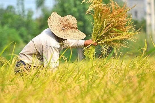 تمبر اختصاصی برنج آمل در نمایشگاه بینالمللی روستایی و عشایری رونمایی میشود