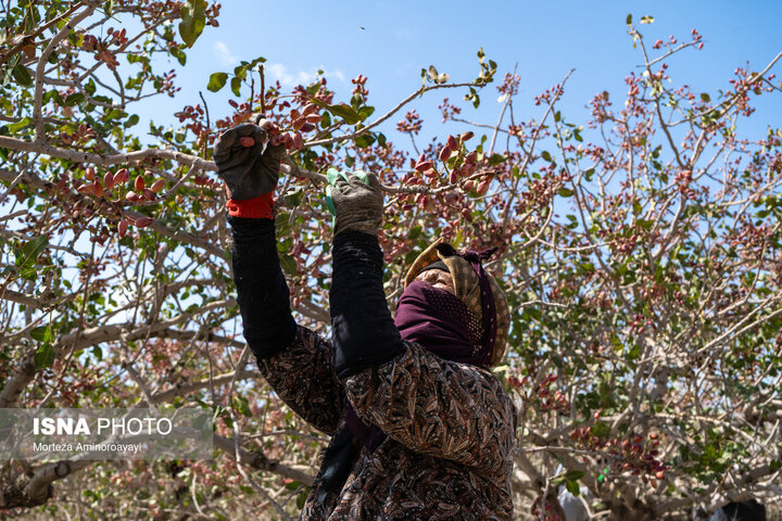 خسارت ۱۵ درصدی خشکسالی و قطعی برق به «طلای سبز» اردکان