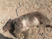 بزرگراه شیراز ـ اصفهان جان خرس دیگری را گرفت