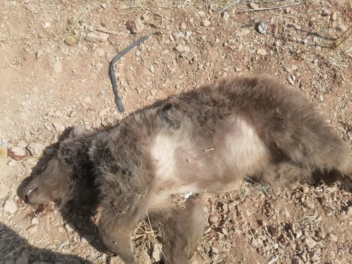 بزرگراه شیراز ـ اصفهان جان خرس دیگری را گرفت