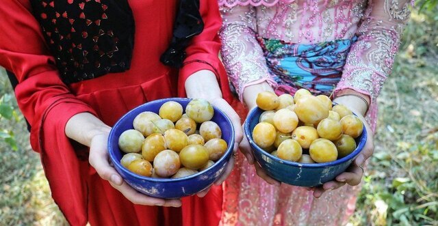 تولید ۵ هزار تن آلو در اسدآباد؛ از باغ‌های ملحمدره تا ضرورت ایجاد صنایع تبدیلی