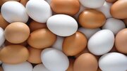 پیش‌بینی تولید ۱۹ هزار تن تخم‌مرغ در همدان