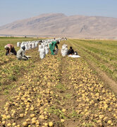 کشاورزان گلستانی برای کشت سیب‌زمینی کد رهگیری دریافت کنند