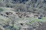 شناسایی روستای صفوی و متروک در جنگل‌های استان فارس