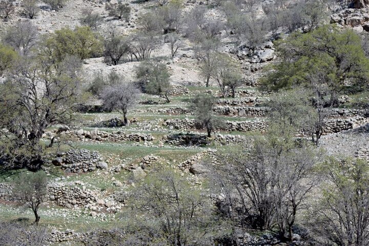 شناسایی روستای صفوی و متروک در جنگل‌های استان فارس
