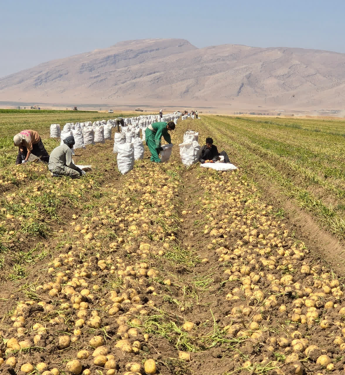 کشاورزان گلستانی برای کشت سیب‌زمینی کد رهگیری دریافت کنند