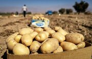 از سیب‌زمینی ۱۰۰ هزار تومانی تا وعده ارزانی/ بازار همدان در انتظار برداشت پاییزه