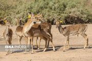 آموزش حفاظت از جنگل‌های کرخه و گوزن زرد ایرانی به کودکان 