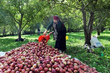 فصل برداشت سیب پاییزی – اهر