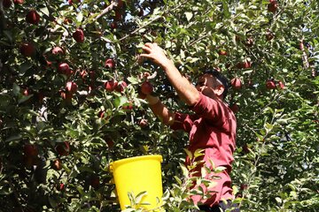 فصل برداشت سیب پاییزی – اهر