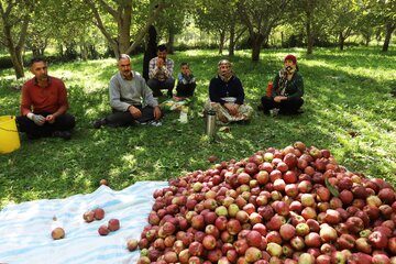 فصل برداشت سیب پاییزی – اهر