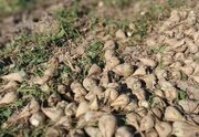 پیش‌بینی تولید ۲۲ هزار تن چغندرقند در مرودشت