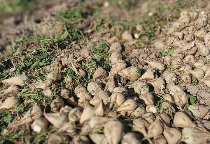 پیش‌بینی تولید ۲۲ هزار تن چغندرقند در مرودشت