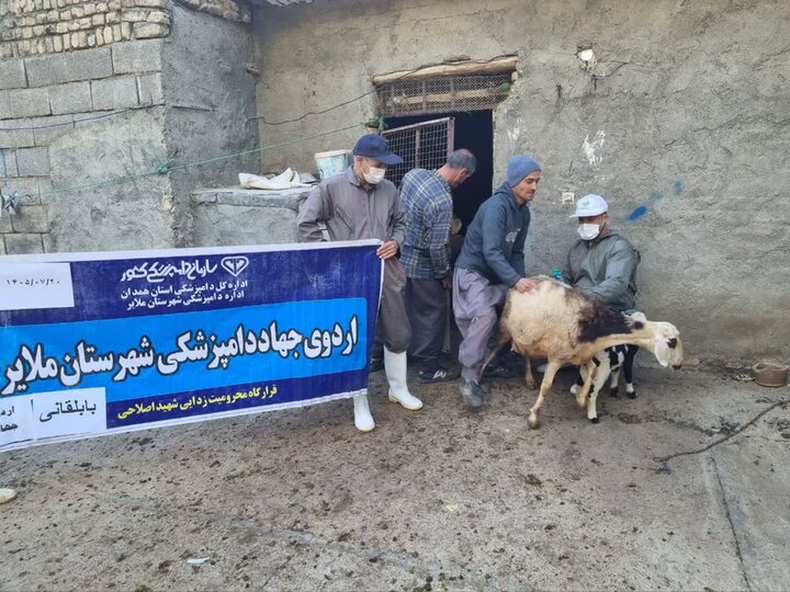 اجرای طرح رایگان واکسیناسیون دام در روستای بابلقانی ملایر
