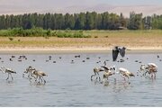 عملیات بازگشایی مسیرهای انتقال آب به تالاب آق‌گل آغاز شد/ هدف‌گذاری برای تکمیل تا پایان پا