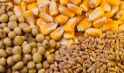 توزیع بیش از ۴۹۴ هزار تن نهاده دامی در فارس طی نیمه نخست سال