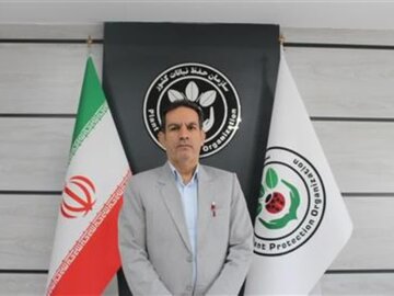 جهش در تولید گندم ایلام با مدیریت هوشمند آفات/ افزایش ۶۰۰ کیلوگرمی عملکرد در هکتار