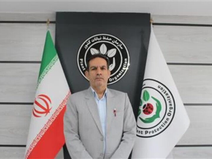 جهش در تولید گندم ایلام با مدیریت هوشمند آفات/ افزایش ۶۰۰ کیلوگرمی عملکرد در هکتار