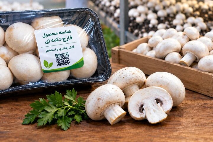 نخستین شناسنامه محصول قارچ در فسا صادر شد