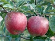 تولید ۱۹۳ هزار تن سیب در همدان/ نهاوند قطب اصلی تولید این محصول در استان
