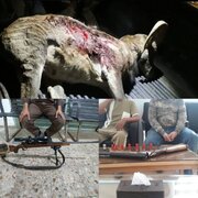 دستگیری ۴ متخلف شکار و صید در رفسنجان