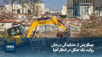 چیتگر پس از خشکیدگی درختان؛ روایت یک جنگل در انتظار احیا